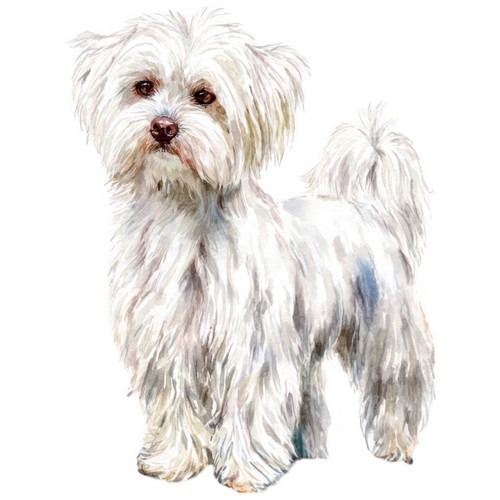 Adesivi cane maltese - 9,
