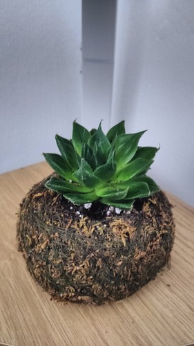 Pianta kokedama - pianta, vera