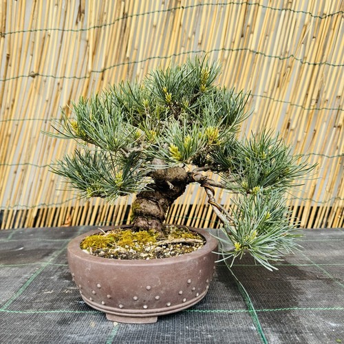 Pre bonsai pino - pre,