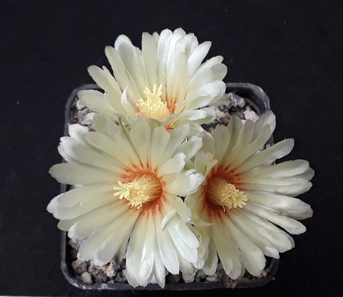 Astrophytum asterias adult