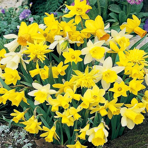 Narcisi bulbi fiori - fiori, cipolle