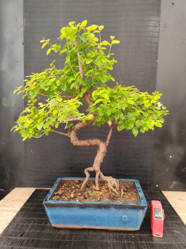 Bonsai ciliegio cinese - ciliegio,