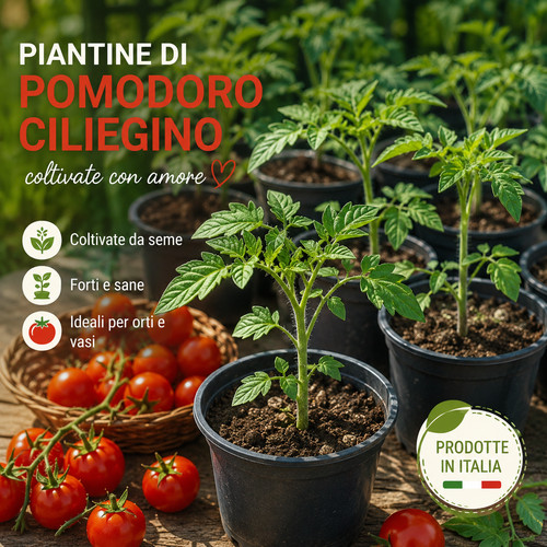 Pomodoro ciliegino piante in - pomodoro,