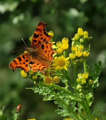 Photo 6x4 comma butterfly - photo,