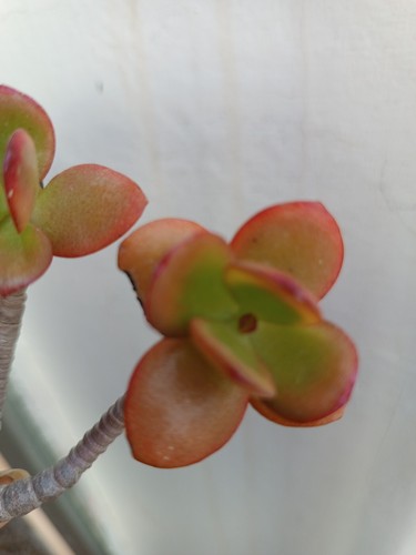 Crassula ovata crosby - 3,