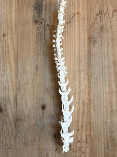 Vertebre etiche anatomia - vertebre,