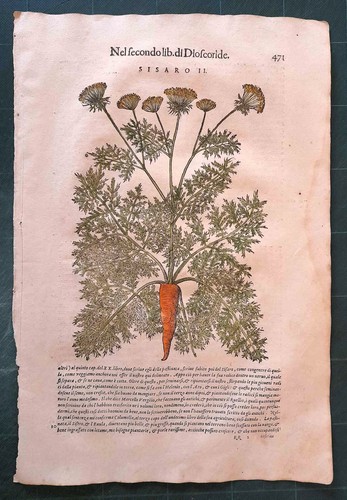 Mattioli matthioli erbario - mattioli,