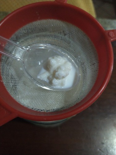 Granuli kefir yogurt - kefir, e