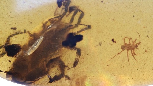 Erythraeidae acaro di - (acaro,