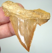 PALEOCARCHARODON ORIENTALIS
