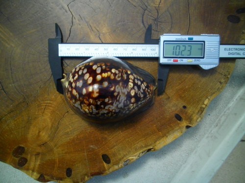 Enorme conchiglia cypraea - conchiglia,
