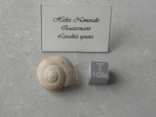 Helix Nemoralis Gasteropode