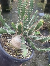 Rara pianta di cactus