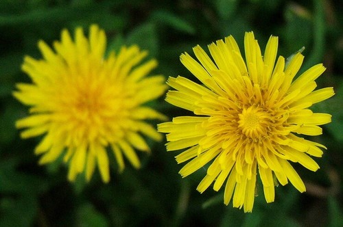Tarassaco taraxacum - tarassaco,