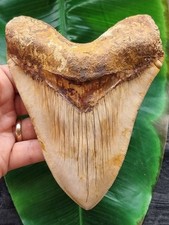 Dente Imponente di Megalodonte