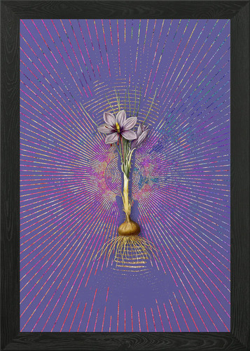 Quadro vintage crocus sativus - crocus,