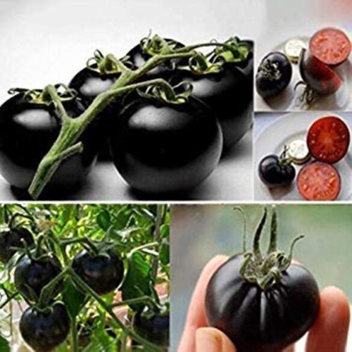Semi pomodoro black - semi,