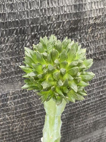 Ariocarpus godzilla multi - ariocarpus, 'godzilla'