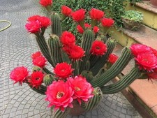 Echinocereus lobivia