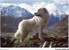 AILP8-0729 - CANE - Cane Dei