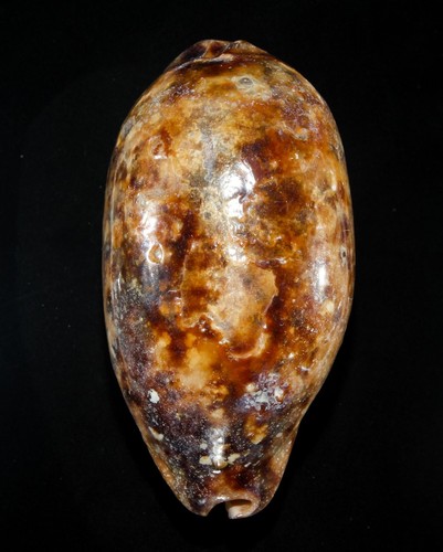 Conchiglia chelycypraea - -,