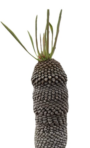 Euphorbia bupleurifolia seeds - bupleurifolia,