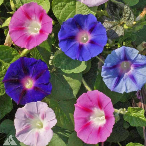 100 semi campanella - , purpurea