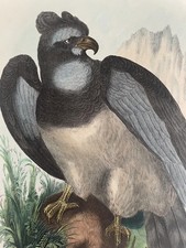 Ornithology 1863/79 R