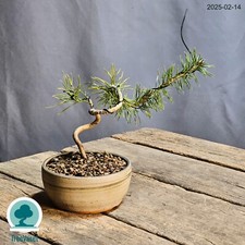 Bonsai Pinus Sylvestris