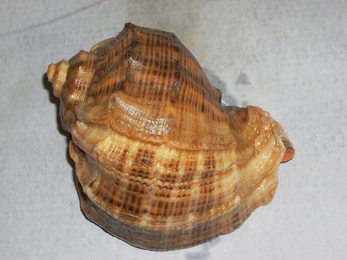Rapana venosa spectacular - rapana,