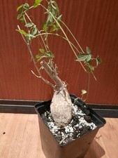 Momordica rostrata CON