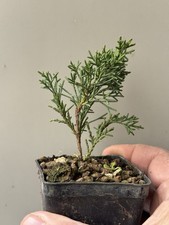 Kishu ginepro - Bonsai di