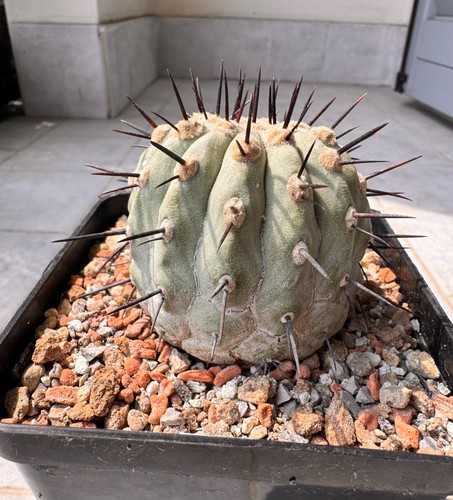 Copiapoa cinerea columna alba - cinerea,