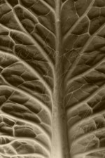 by Panasonic Lumix S1  45 mpx