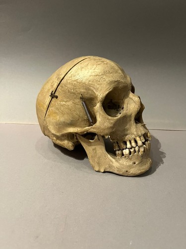 Teschio memento mori - ,