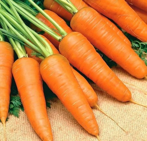 Carota chantenay sementi - , .-