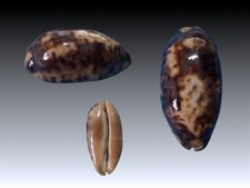 Cypraea testudinaria, Buton Isl., South Celebes, Indonesia, 82,8 mm, SELECTED