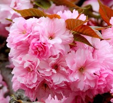 Prunus serrulata | ciliegia giapponese | Sakura - ciliegia giapponese | Sakura