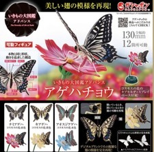 Farfalla coda di rondine