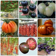 450 Semi POMODORO in 9