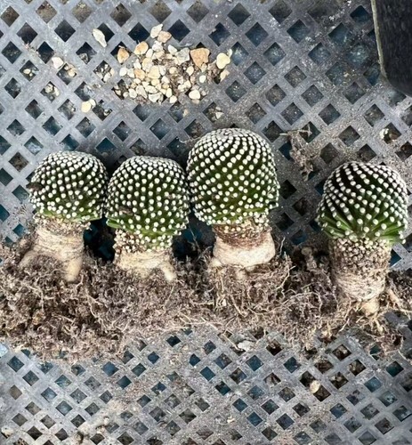 Pezzi rara pianta succulenta - rara,