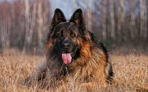 Poster cane pastore tedesco - cane,