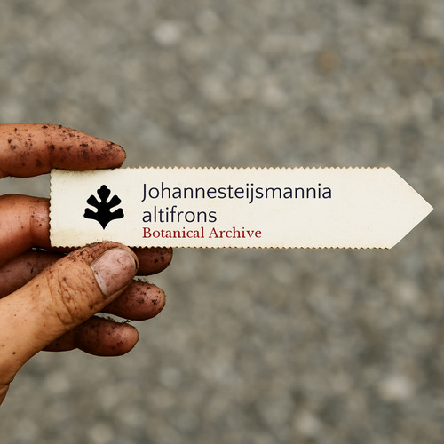 Johannesteijsmannia altifrons