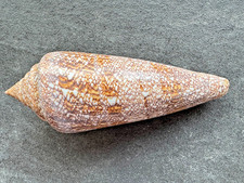 Conus gloriamaris Chemnitz