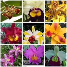 Special live orchid - special,