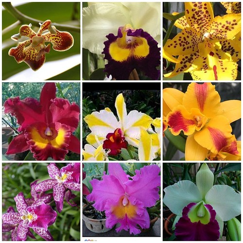Special live orchid - -,