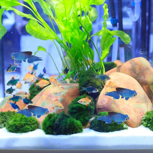 Pesci rossi finti - finti, decor