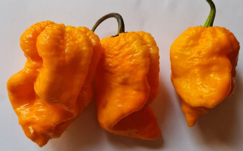 7pot nebru yellow polvere - 7pot,