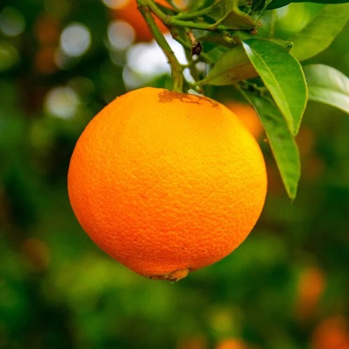Pianta arancio washington - di,