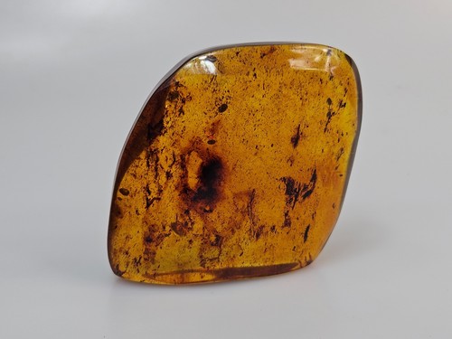 Ambra senza insetti - .,